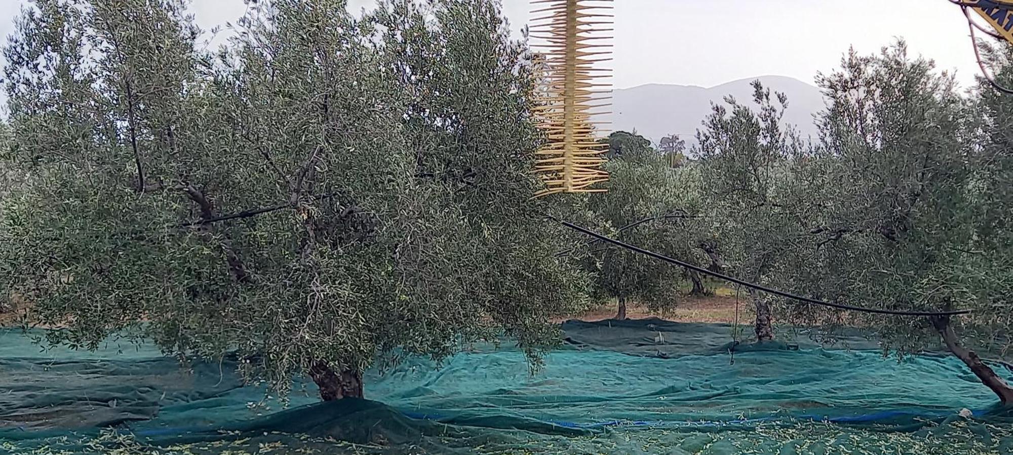 Ktima Develekou Appartement Pigadhia  Buitenkant foto