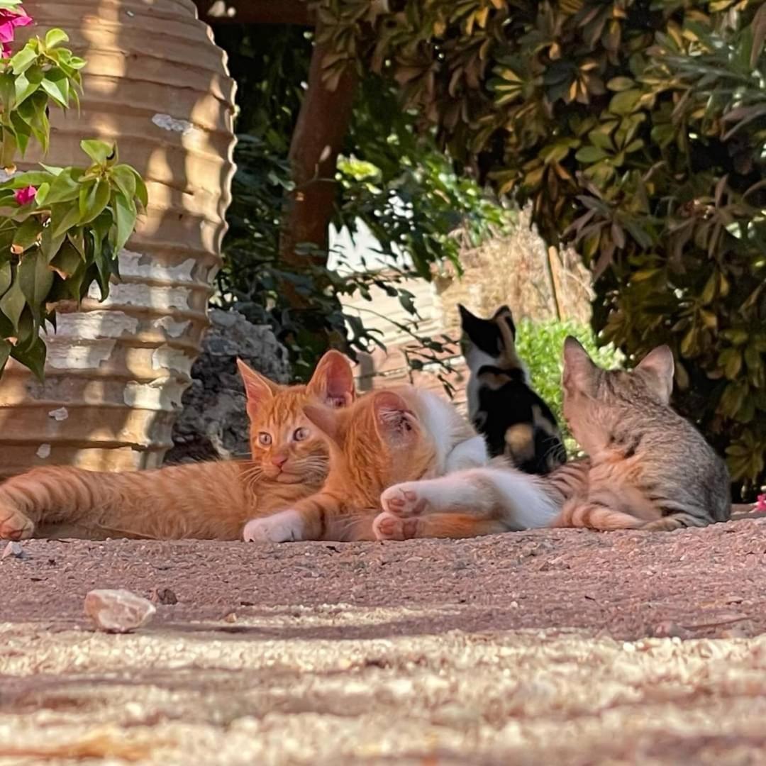 Ktima Develekou Appartement Pigadhia  Buitenkant foto